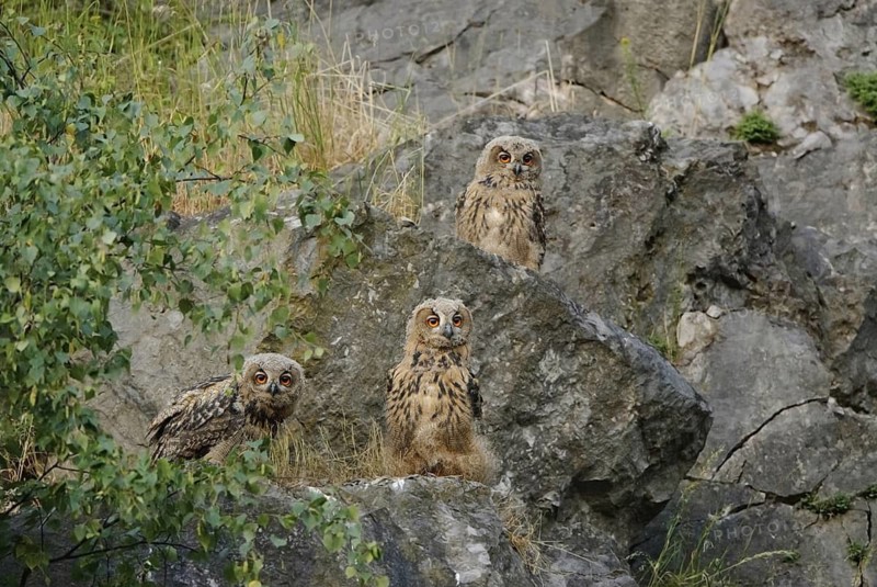 Eurasian Eagle-Owl (Bubo bubo) juvenile, North Rhine-Westphalia, Germany