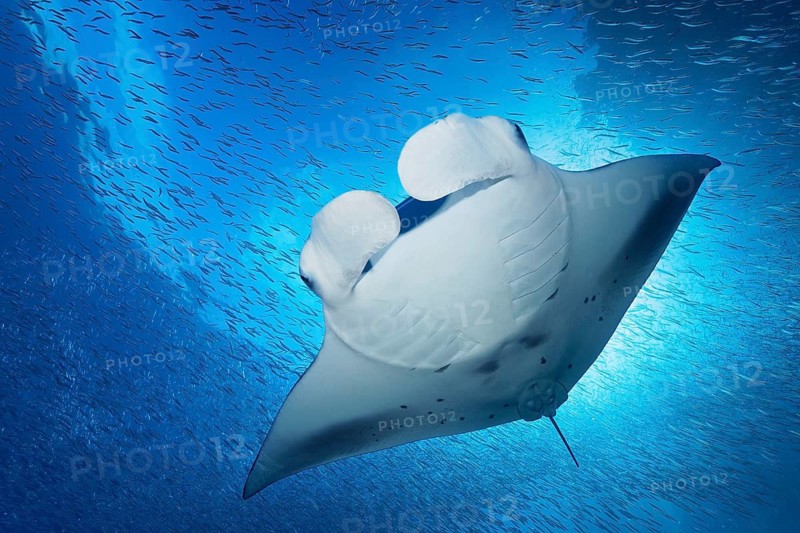 Reef manta ray (Mobula alfredi) from below, with open head flaps, stingray (Dasyatidae), ray, swims close under water surface, sea surface through school of small fish, Great Barrier Reef, Unesco World Heritage Site, Coral Sea, Coral Sea, Pacific Ocean, Cairns, Queensland, Australia