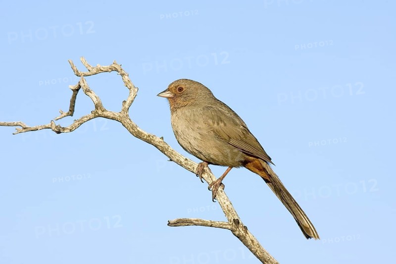 California Towhee Pipilo crissalis Yucaipa, California, United States 7 April Adult Emberizidae