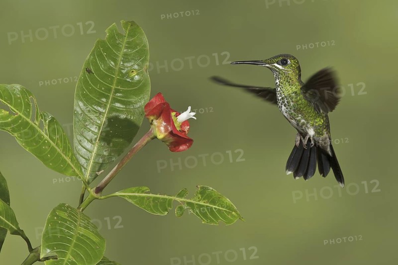 Green-crowned Brilliant (Heliodoxa jacula), Costa Rica
