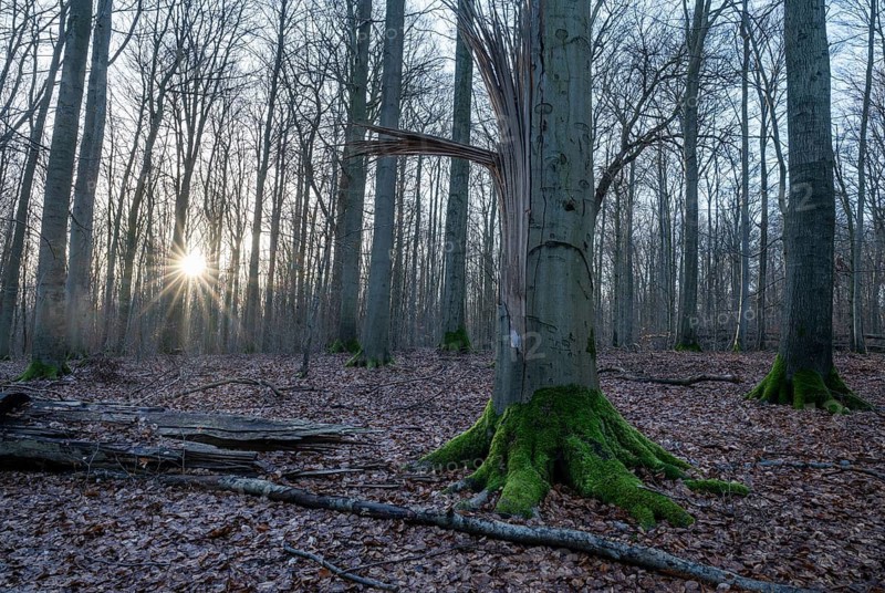 Deciduous forest in winter, backlit with sun star, Thuringia, Germany