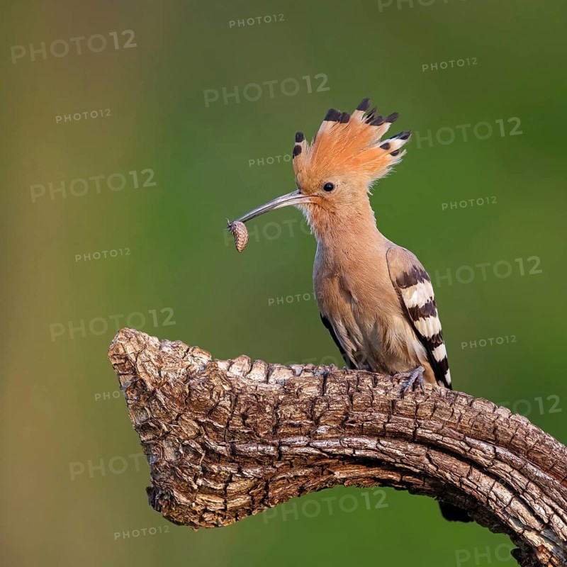 Hoopoe, (Upupa epops), on perch with prey, family Hoopoes, formerly raptors, Hides de El Taray / Lesser Kestr, Villafranca de los Caballeros, Castilla La Mancha / Toledo, Spain
