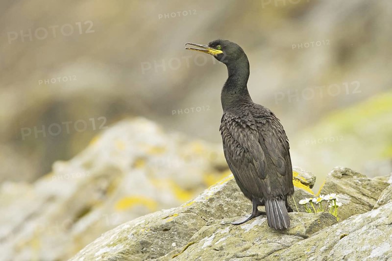 European Shag (Phalacrocorax aristotelis)
