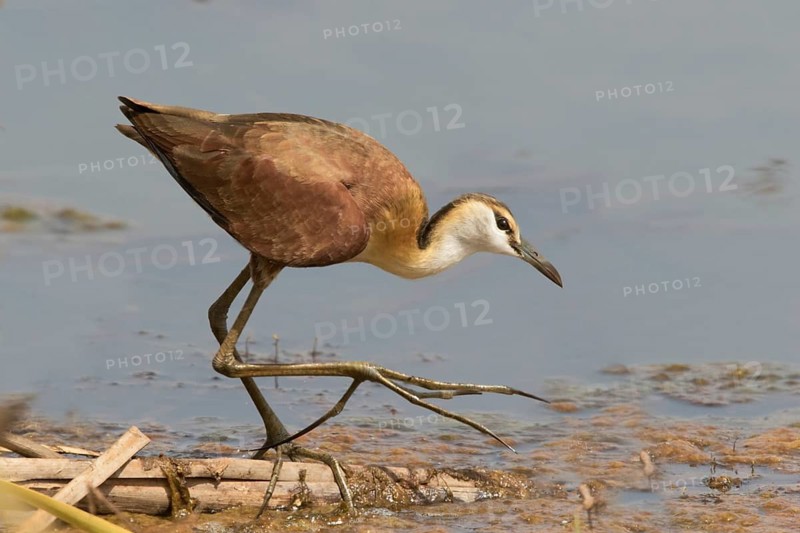 African Jacana (Actophilornis africanus) juvenile foraging, Gambia