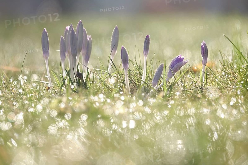 Crocus flower, winter, Germany