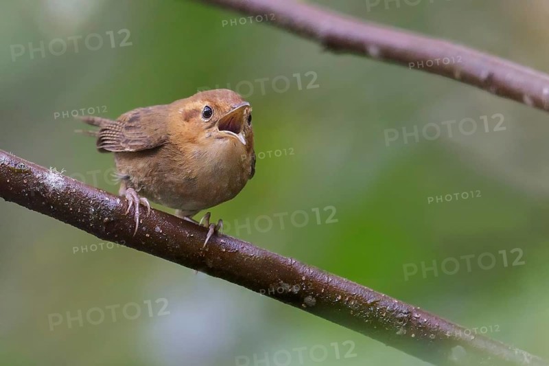 Ochraceous Wren (Troglodytes ochraceous) perched on a branch in Costa Rica