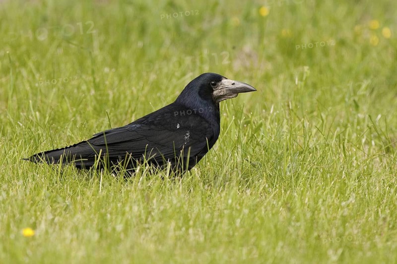 Rook (Corvus frugilegus), Finland