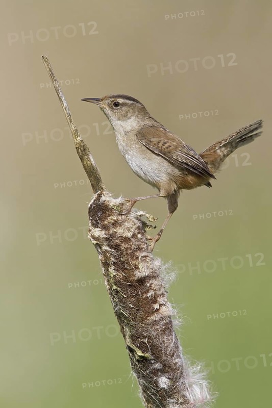 Marsh Wren (Cistothorus palustris), British Columbia, Canada