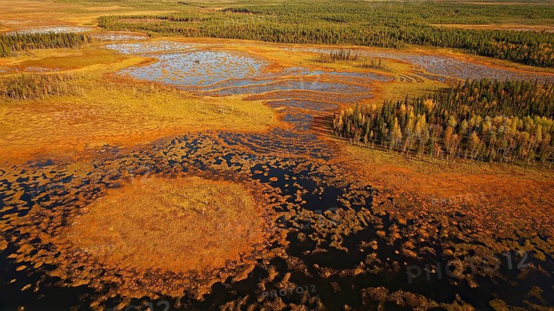 Moor, with forests, autumn, intense colouring, without horizon, drone shot, Lapland, Northern Finland, Finland