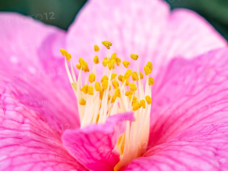 A stunning close up of a vibrant pink hibiscus flower, showcasing its delicate petals and prominent yellow stamens, capturing the essence of natural beauty and elegance
