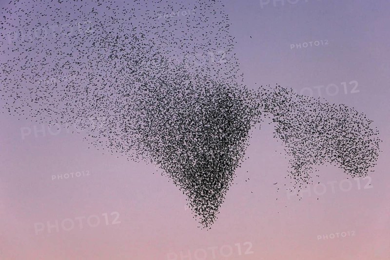 Starenschwarm wird von Greifvogel angegriffen; lat. Sturnus vulgaris