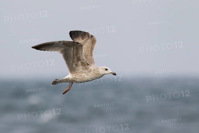European Herring Gull (Larus argentatus) flying, North Sea, Germany