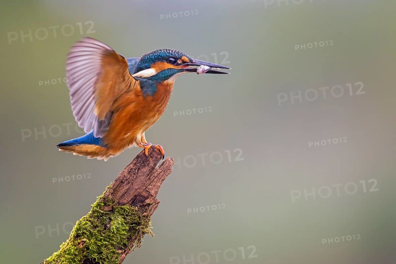 Common Kingfisher (Alcedo atthis) male with fish prey in its beak, Saxony-Anhalt, Germany