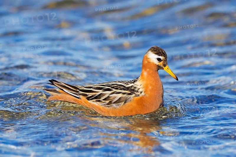 Red phalarope, grey phalarope (Phalaropus fulicarius) male in breeding plumage swimming in pond on the tundra in spring, summer, Svalbard, Norway