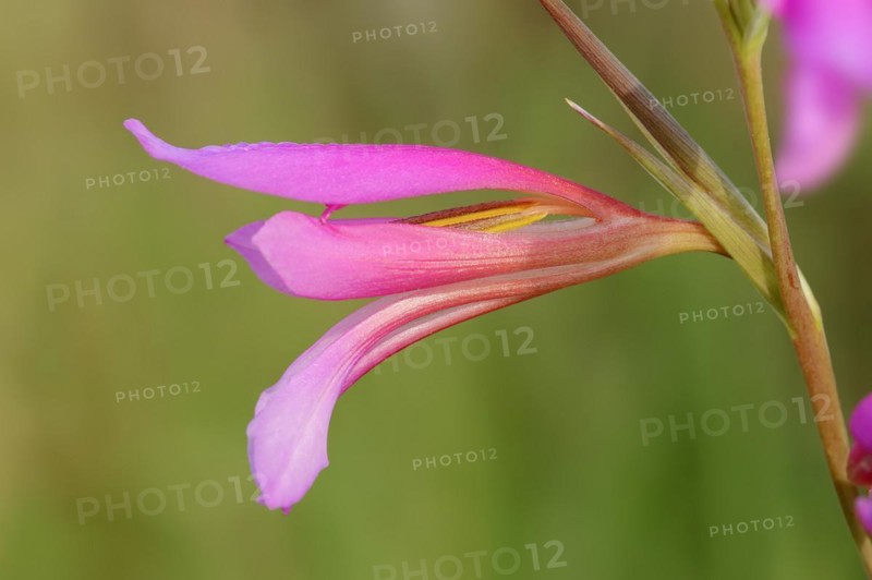 Illyrian gladiolus or wild gladiolus (Gladiolus illyricus), flowers, Camargue, Provence, southern France