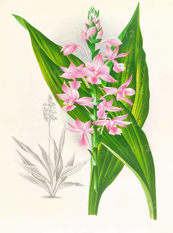 Orchid, Calanthe Masuca, authentic reproduction of an illustration by Jean Jules Linden (1817 - 1898), Luxembourgish-Belgian botanist, one of the fathers of orchid research, Historical