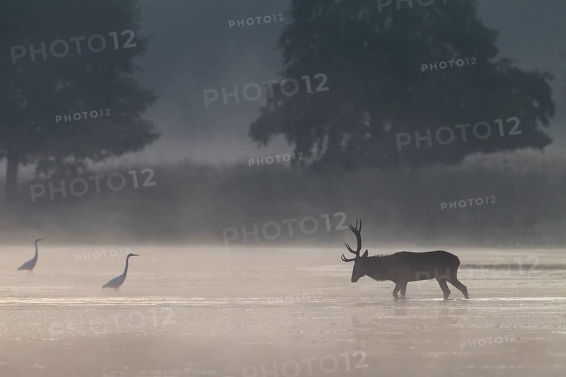On its way through the water, the red deer (Cervus elaphus) encounters a group of hunting great egrets (Ardea alba), encounter, morning mist, mystical, rutting season, rutting stags, September, Germany