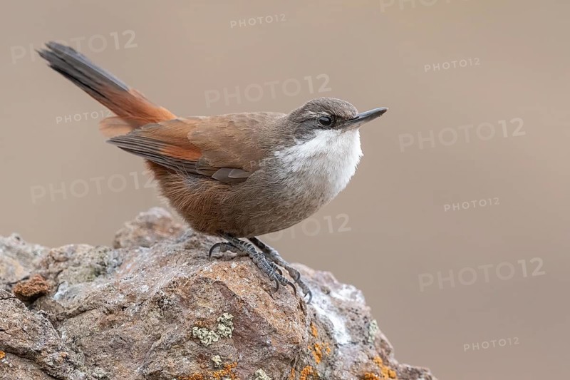 Crag Chilia (Ochetorhynchus melanurus) perched on a rock, Metropolitana, Chile