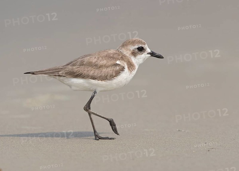 Lesser Sand Plover (Charadrius mongolus) on beach, Goa, India