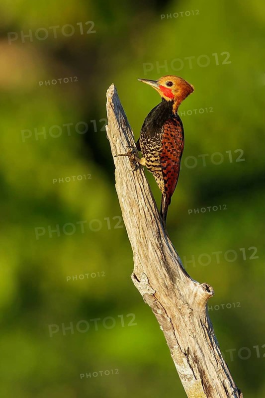 Ringed Woodpecker (Celeus torquatus tinnunculus) perched on a branch in the Amazon of Brazil