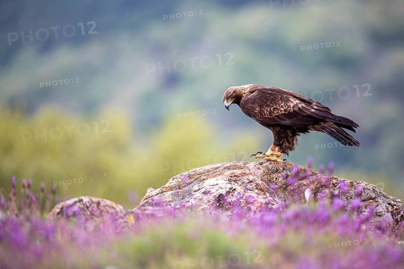 Golden Eagle (Aquila chrysaetos) perched on a rock, Madrid, Spain