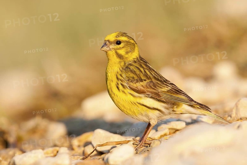 European Serin (Serinus serinus), Croatia