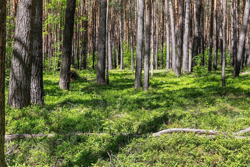 Blueberries (Vaccinium myrtillus) grow in the forest near Schleife, Upper Lusatia, Saxony, Germany