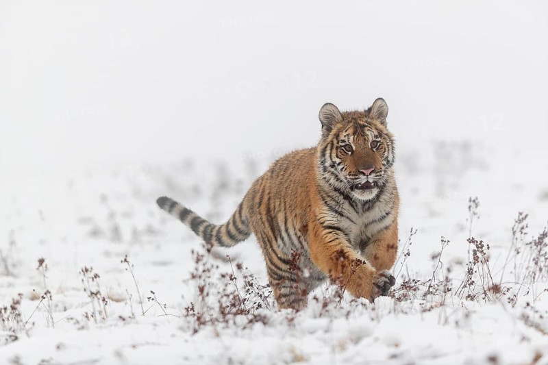 One young Siberian Tiger, Panthera tigris altaica, running over snowy meadow with dense fog in the background