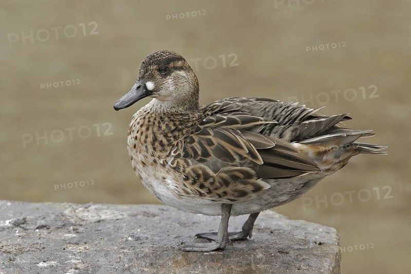 Baikal Teal (Sibirionetta formosa) female, Illinois, USA
