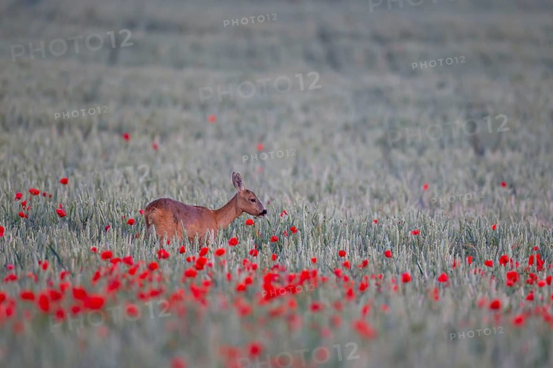 Roe deer (Capreolus capreolus) adult female doe in a farmland cereal crop in the summer with red poppy flowers, England, United Kingdom