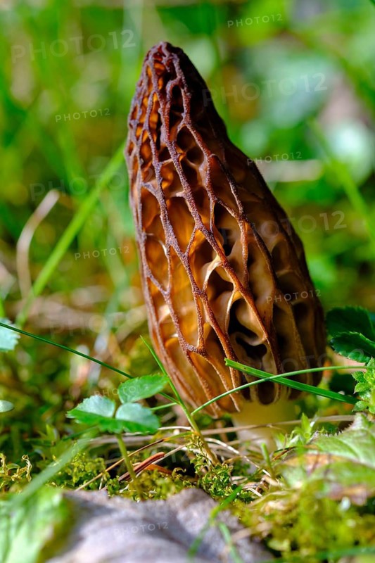 Pointed morel (Morchella conica), mushroom, Upper Bavaria, Bavaria, Germany
