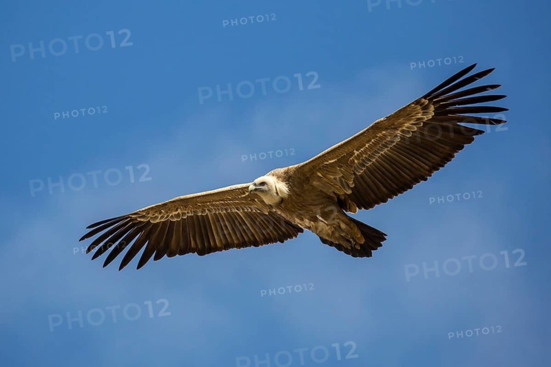 Griffon Vulture (Gyps fulvus) flying, Spain