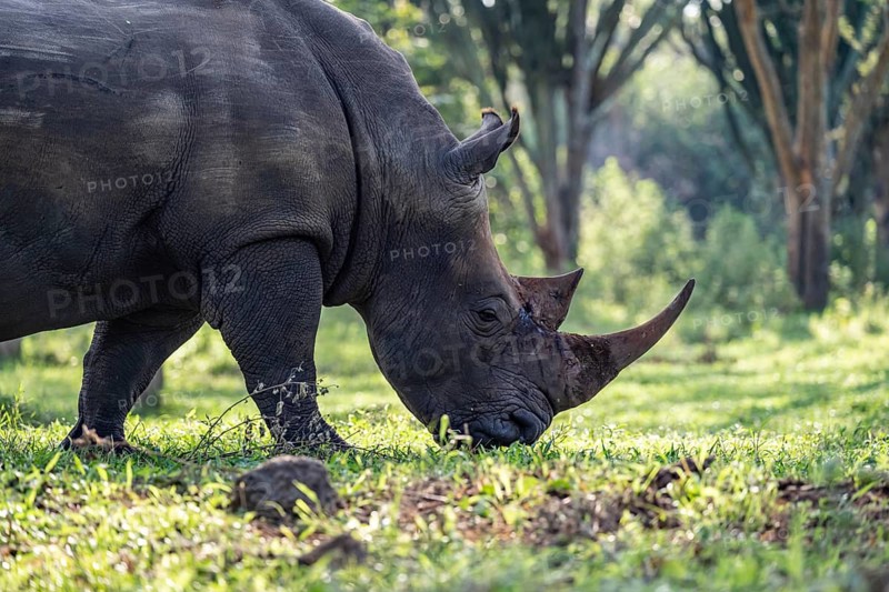 Southern white rhinoceros (Ceratotherium simum simum), Ziwa Rhino Sanctuary, Uganda