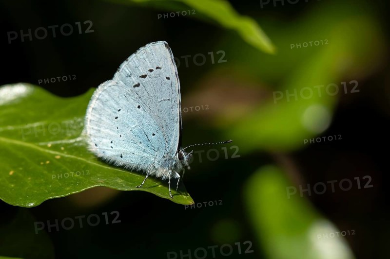 Holly blue butterfly (Celastrina argiolus) adult insect resting on an Ivy tree leaf in spring, England, United Kingdom