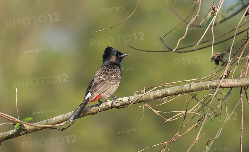 A Red-vented Bulbul (Pycnonotus cafer) on a tree branch, Sreepur, Gazipur, Bangladesh