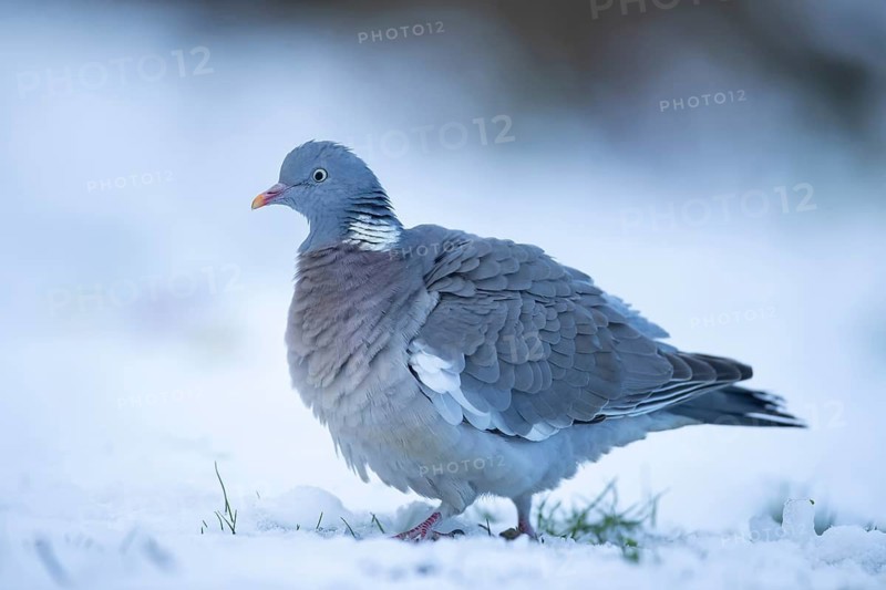 Wood pigeon (Columba palumbus) adult garden bird on a snow covered lawn in winter, Suffolk, England, United Kingdom