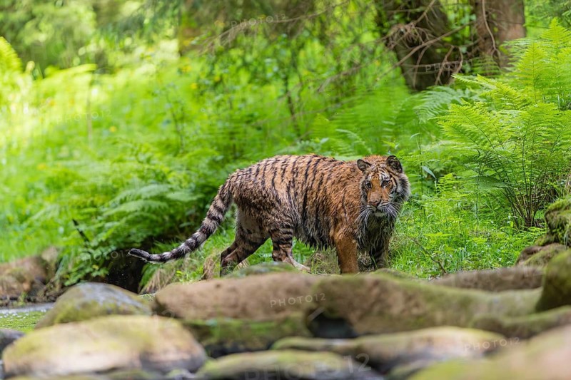 One young female Siberian Tiger, Panthera tigris altaica, walking thru the cool fresh water of a creek deep in a forest