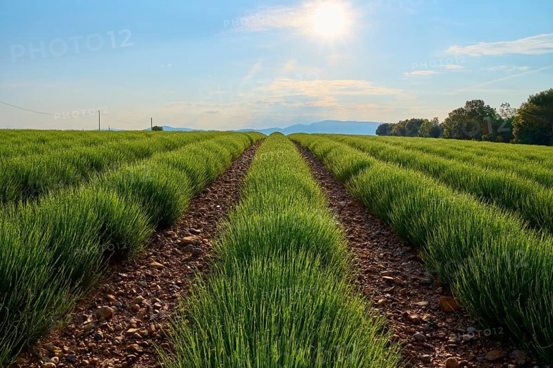 Sprawling lavender field (Lavandula), at sunrise, summer, Valensole, Alpes-de-Haute-Provence, Provence-Alpes-Cote d'Azur, France