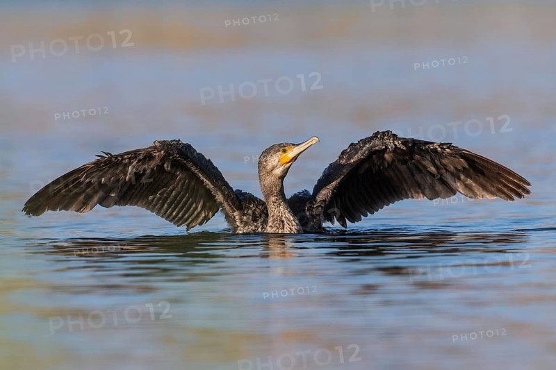 Great Cormorant (Phalacrocorax carbo), Eilat, Israel
