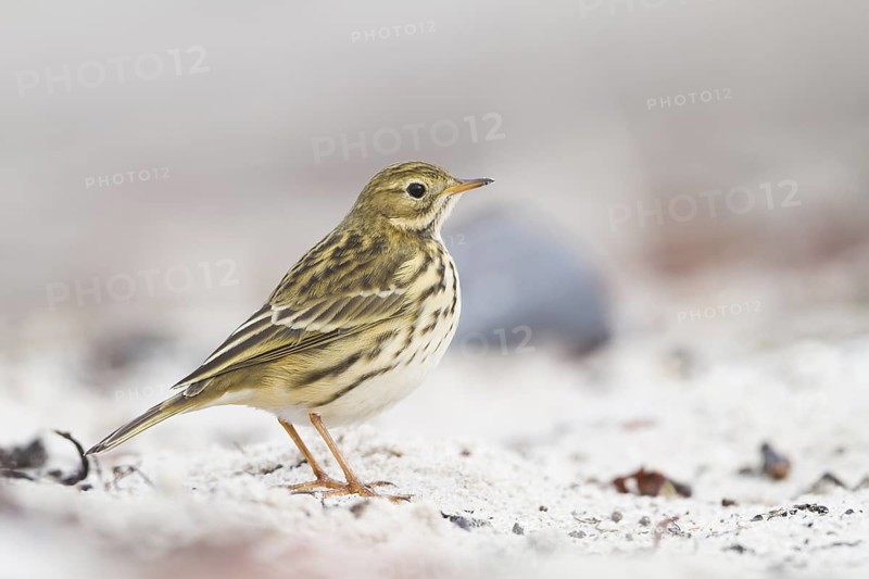 Meadow Pipit - Wiesenpieper - Anthus pratensis ssp. pratensis, Germany
