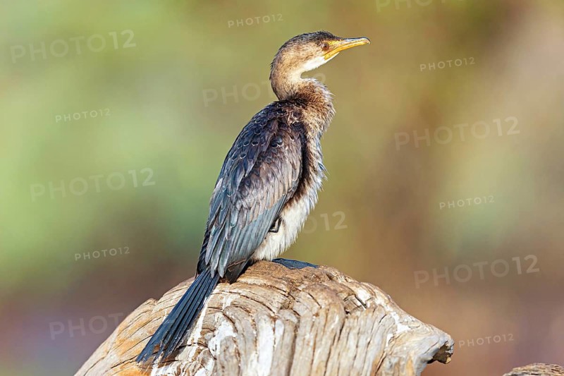 Reed Cormorant, (Microcarbo africanus), Syn: (Phalacrocorax africanus), Garden Route National Park, Wilderness Section Rondevlei, Wilderness, Western Cape, South Africa