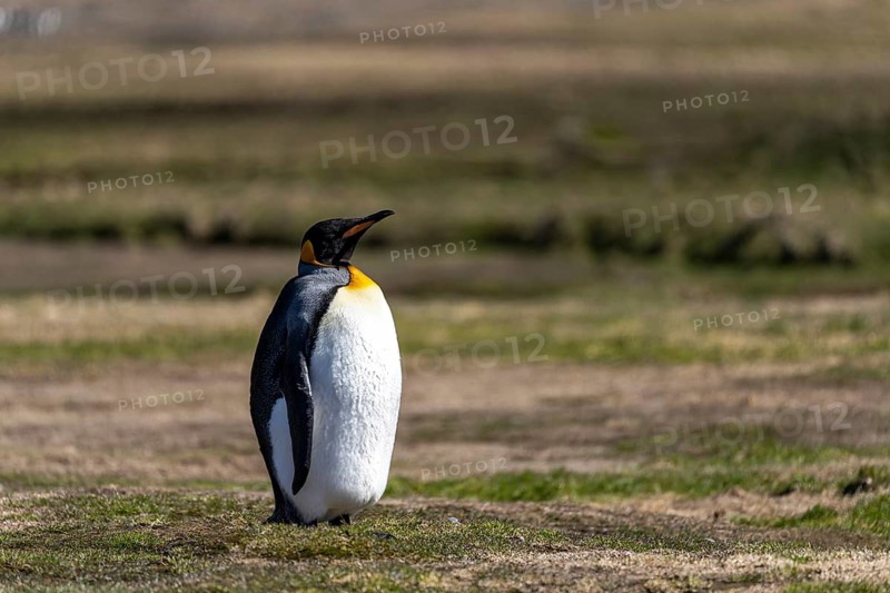 King penguin (Aptenodytes patagonicus), adult bird standing with head raised on grass, South Georgia, South Atlantic