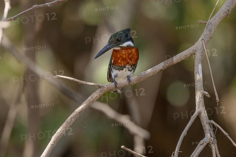 Green kingfisher (Chloroceryle americana), m, on branch, Pantanal, Brazil