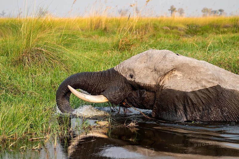 African elephant (Loxodonta africana) swimming in the swamp, Xakanaxa Lagoon, Okavango Delta, Moremi Game Reserve, Botswana