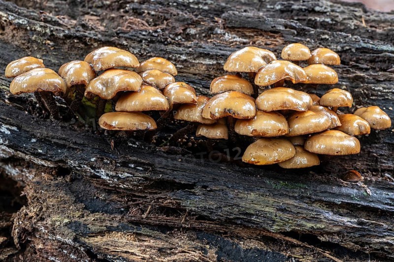 Sulphur tuft (Hypholoma fasciculare), Emsland, Lower Saxony, Germany