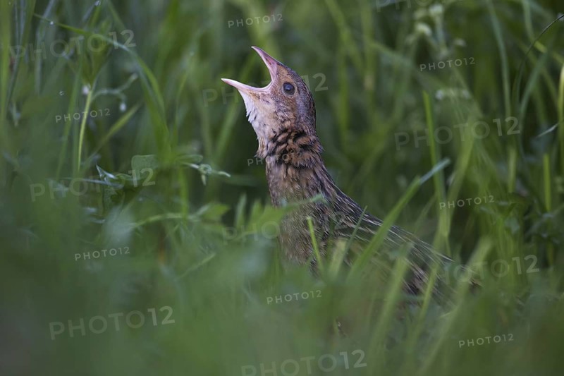 Corn Crake (Crex crex) male calling, Saxony, Germany