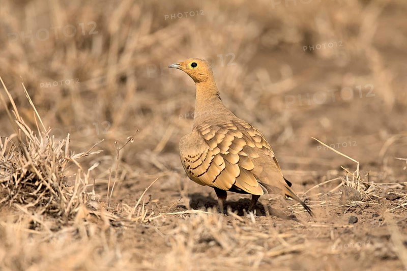 Chestnut-bellied Sandgrouse (Pterocles exustus), Aledeghi National Park, Ethiopia