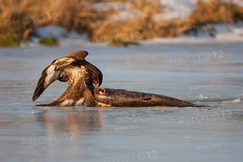 Common Buzzard (Buteo buteo), Mecklenburg-Western Pomerania, Germany