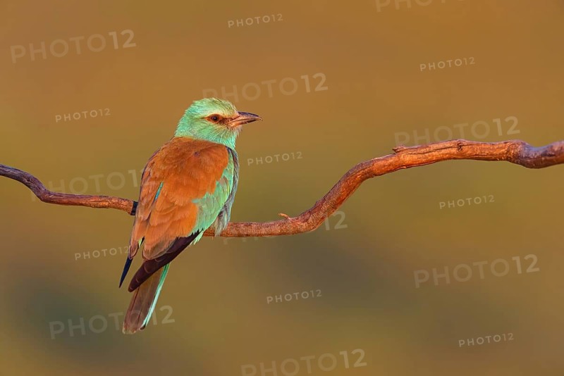 European roller (Coracias garrulus), on a perch