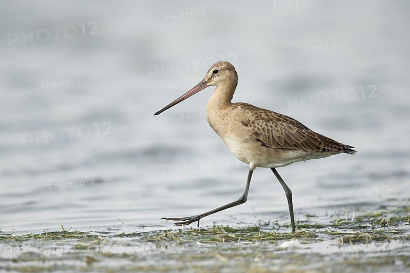 Black-tailed Godwit (Limosa limosa melanuroides) juvenile foraging at shoreline, Dornod-Aimag, Mongolia
